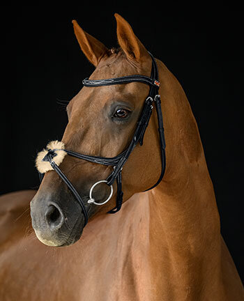 mousqueton de sécurité et éducatif pour les jeunes chevaux
