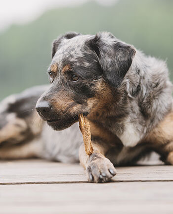 Articles à mâcher & friandises pour chien