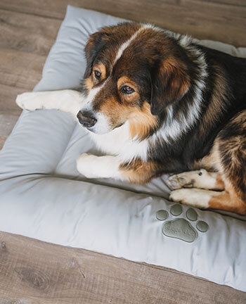 Couchages pour chien