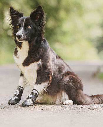 Accessoires pour chien