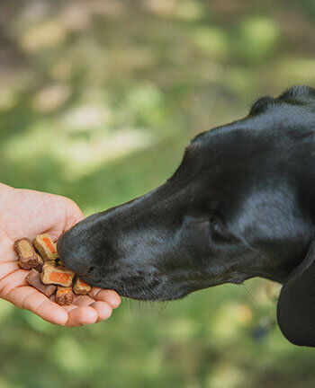 Articles  mcher & friandises pour chien