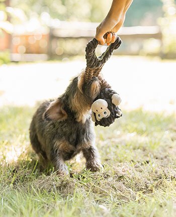 Activit du chien