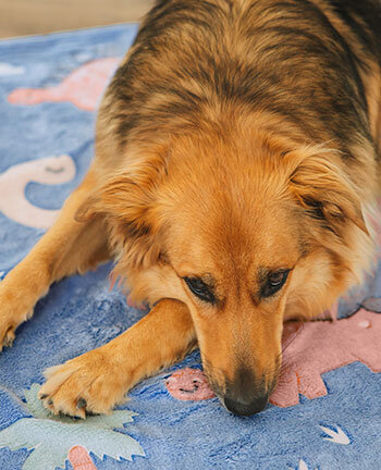 Couchages pour chien