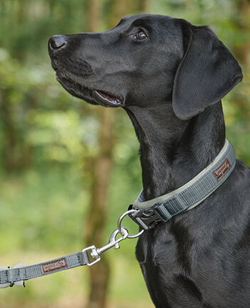 Colliers & laisses pour chien