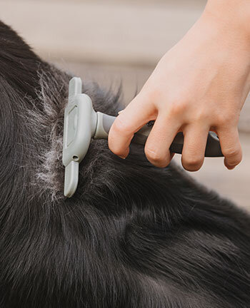 Soins pour chien