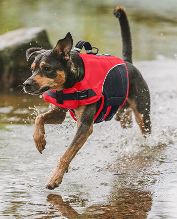 Articles pour chiens