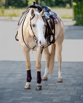 Pour le cheval western