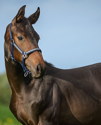 Licols poneys & longes