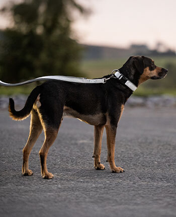 Matriel rflechissant pour chiens