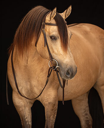 Bridons western & accessoires