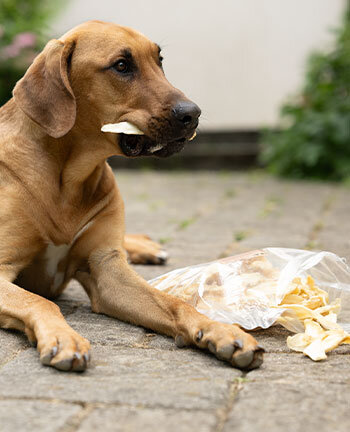 Articles � m�cher & friandises pour chien