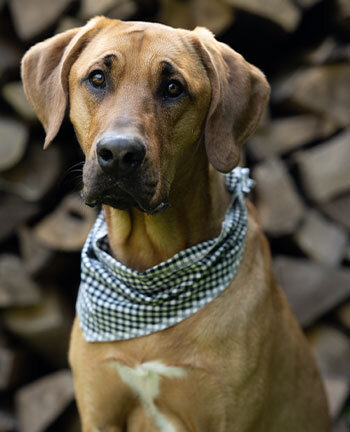 Accessoires pour chien