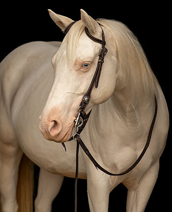 Bridons une & deux oreilles