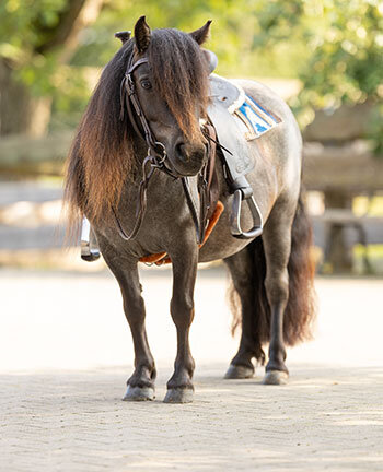 Accessoires pour poneys western