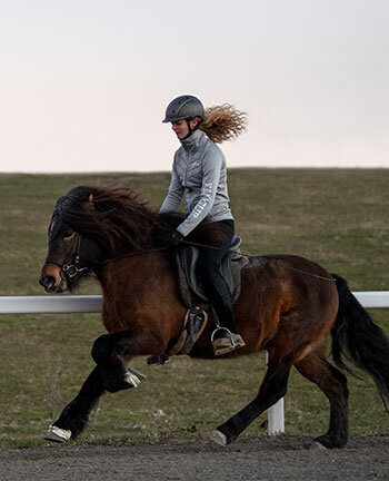 Équitation islandaise