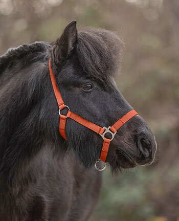 Poneys & Poulains