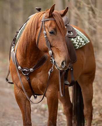 Pour le cheval western