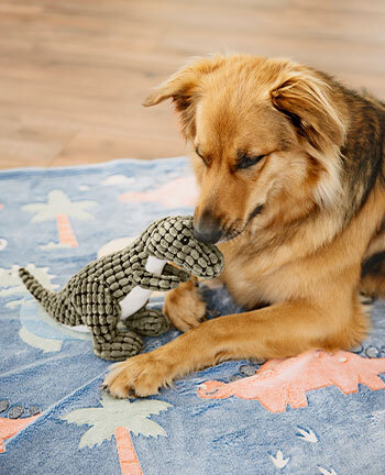 Activit du chien