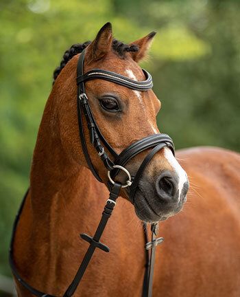 Briderie poney