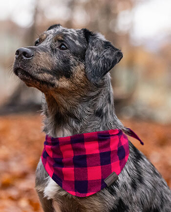 Accessoires pour chien