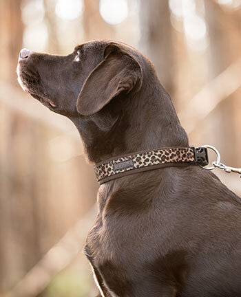 Colliers & laisses pour chien