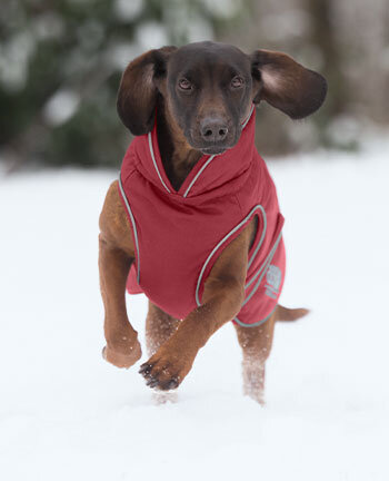 Vestes & manteaux pour chien
