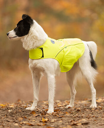 Mat�riel r�flechissant pour chiens