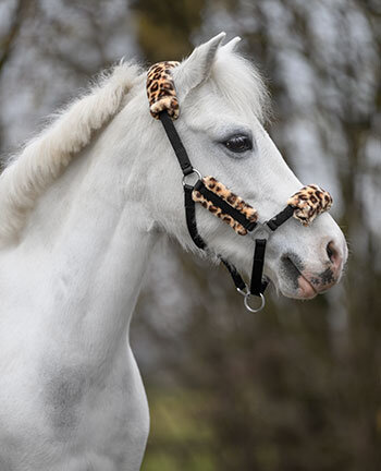 Poneys & Poulains