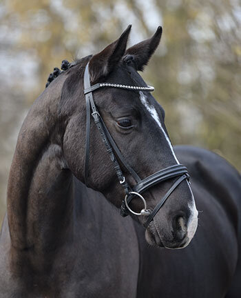 Briderie & accessoires