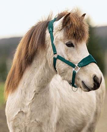 Licols, Bridons, Mors & accessoires