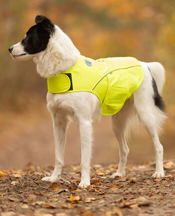 Mat�riel r�flechissant pour chiens