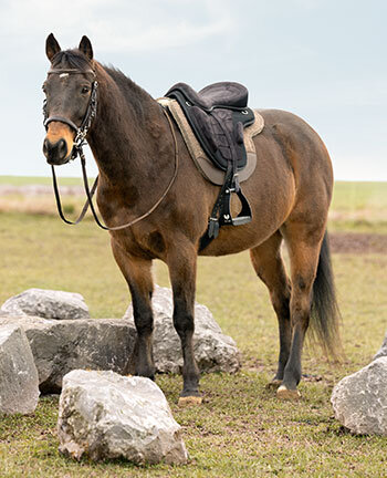 Selles de randonn�e & accessoires