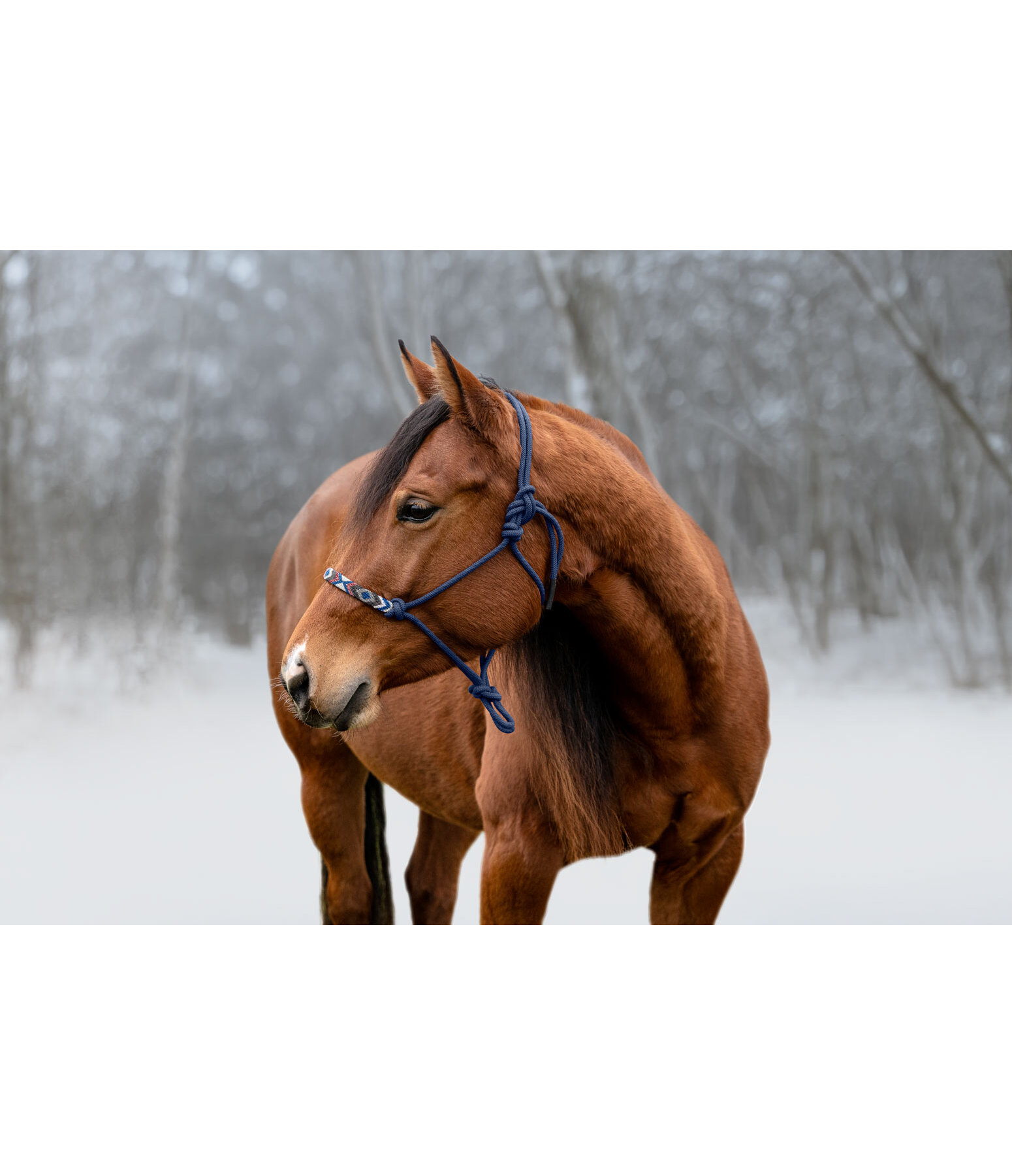 Licol � noeud  Beaded