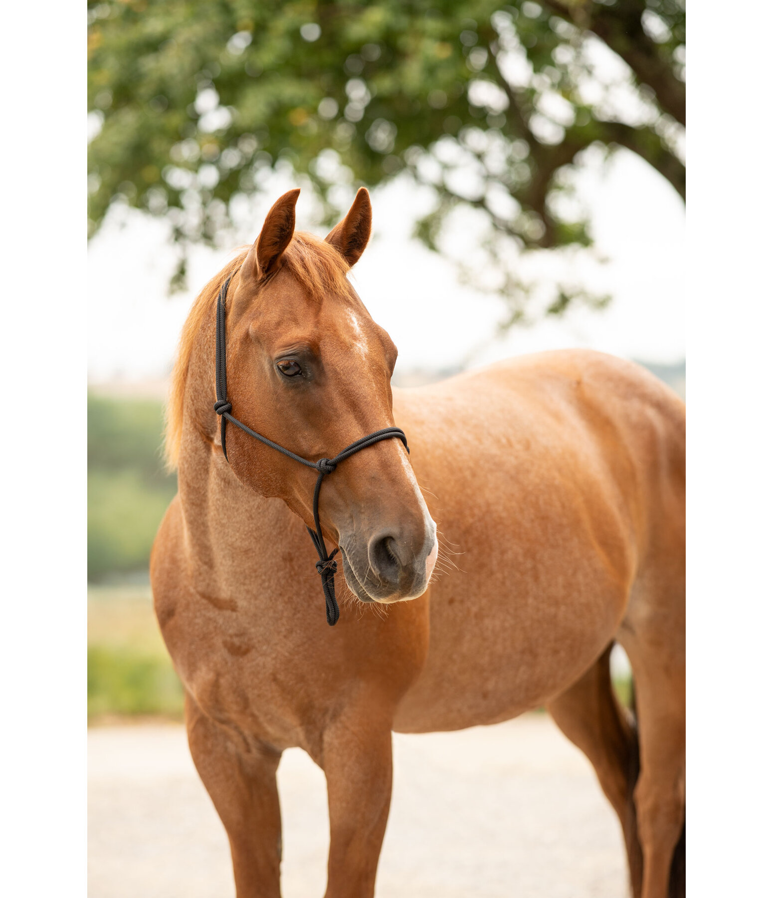 Licol �thologique  Bo