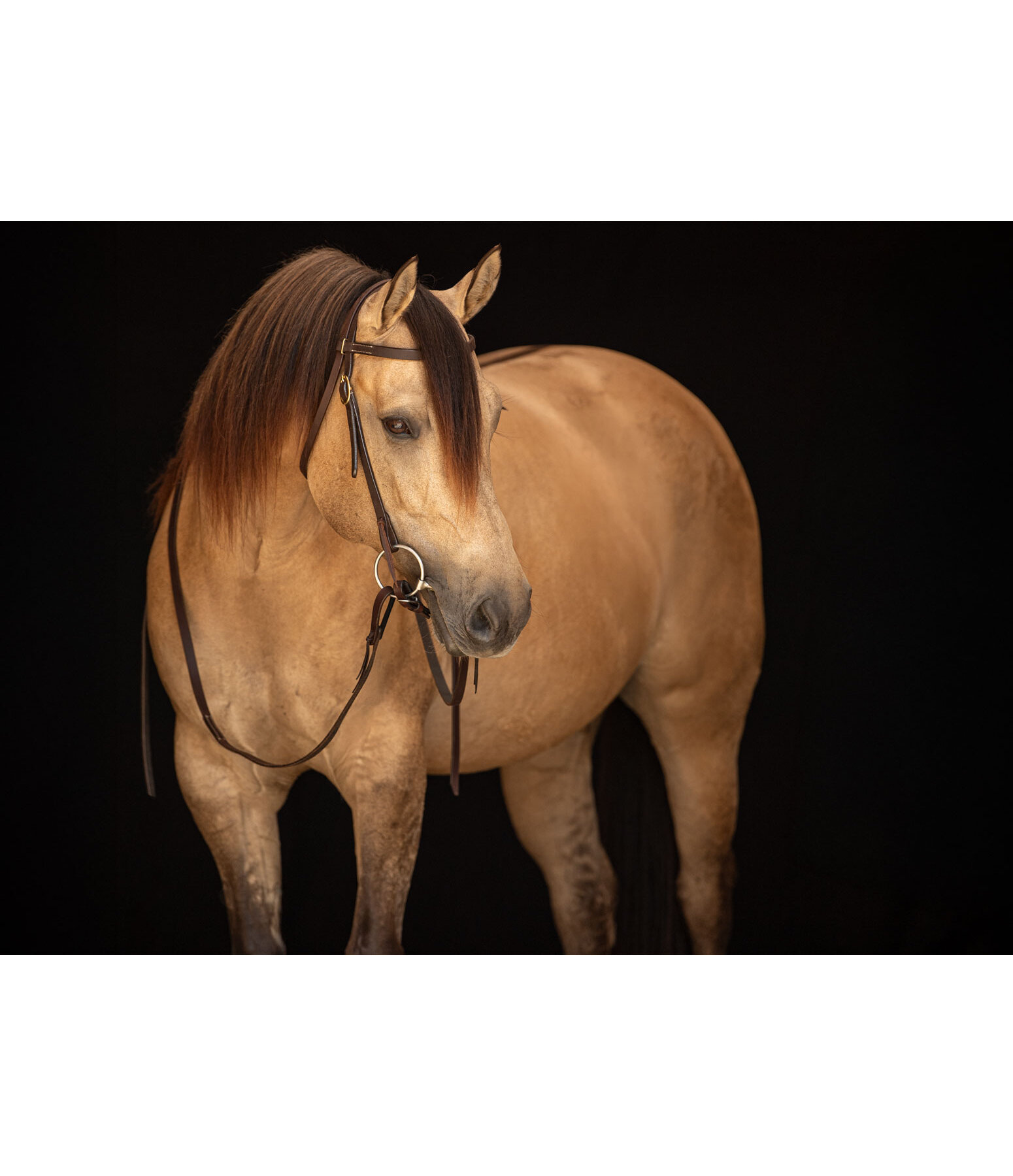 Bridon d'entranement en cuir Harness