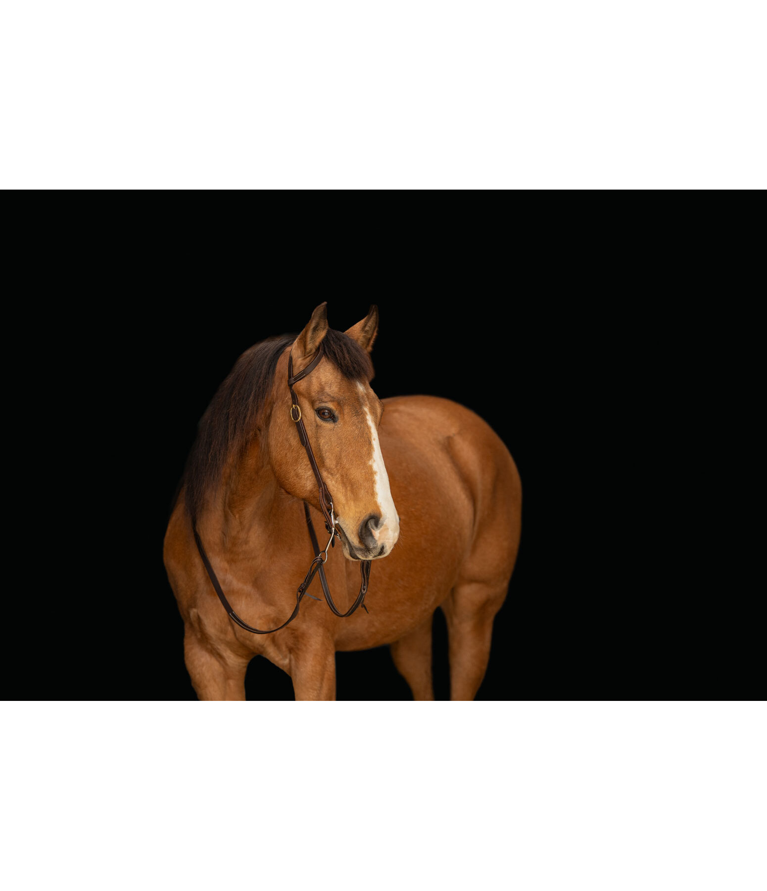 Bridon d'entranement une oreille en cuir Harness