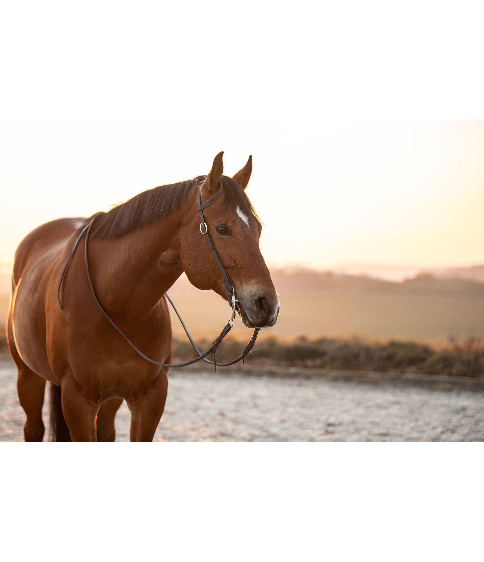 Bridon d'entranement une oreille en cuir Harness