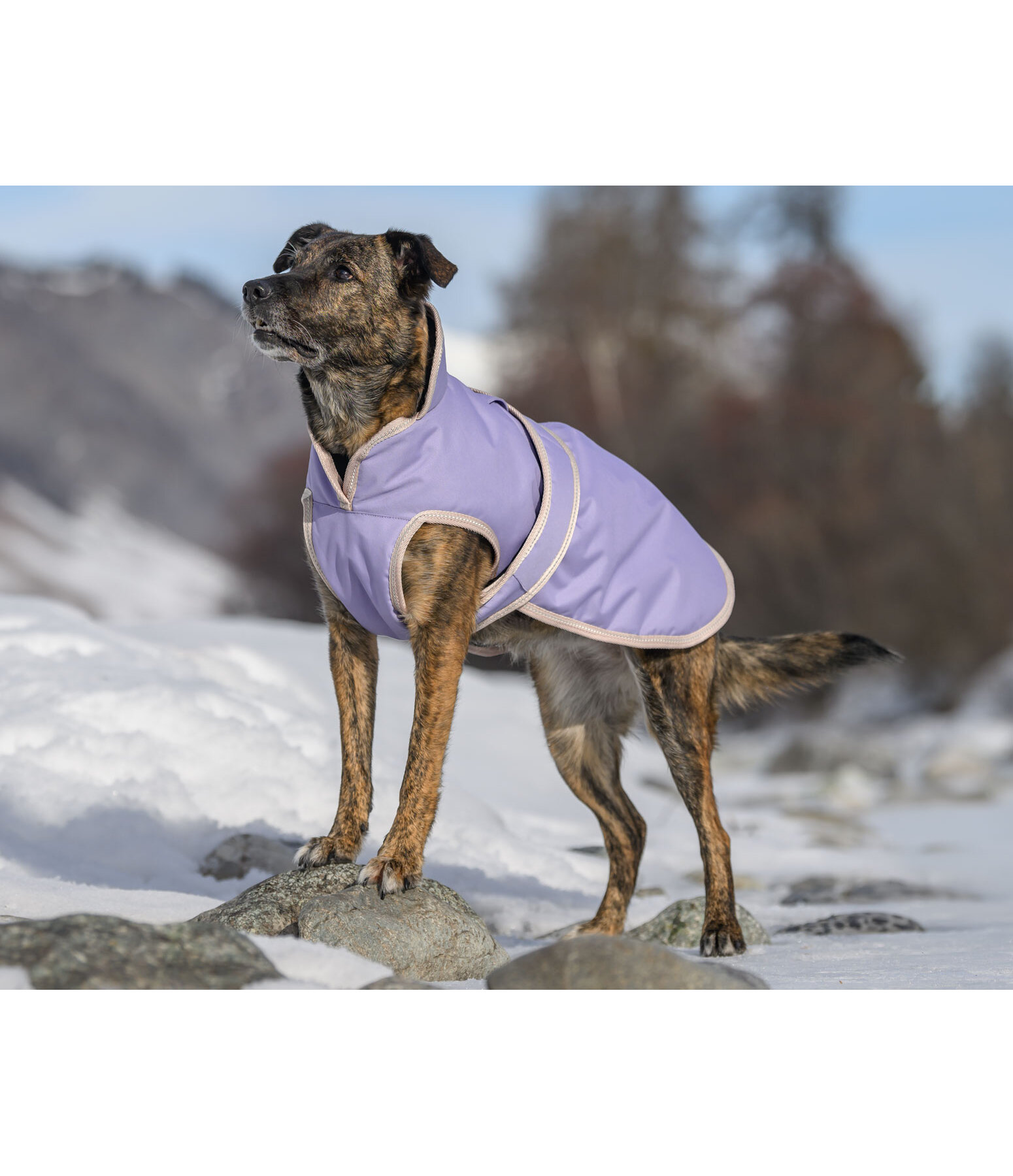 Manteau pour chiens avec doublure polaire  Eddie 200 g