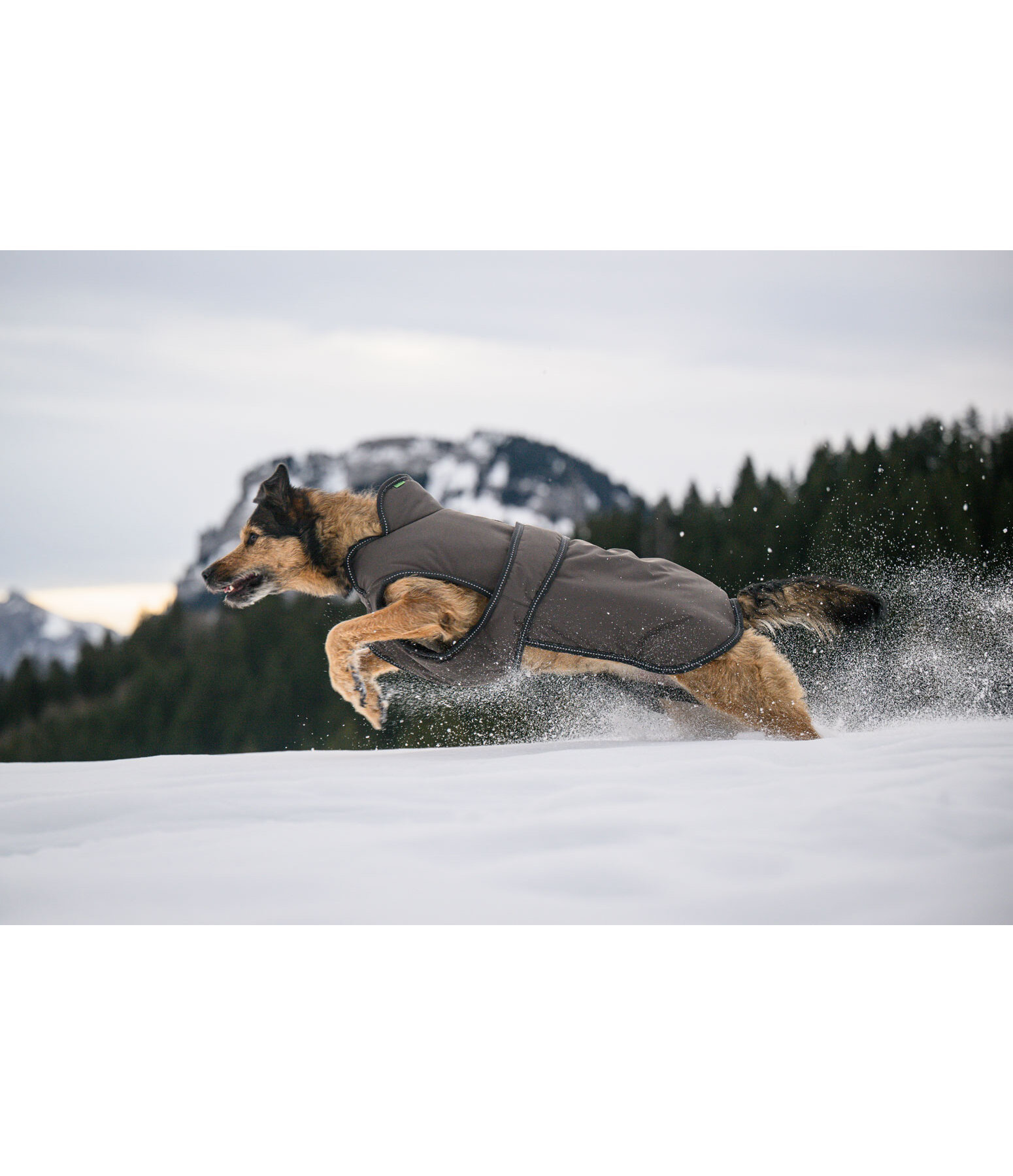 Manteau pour chiens avec doublure polaire  Eddie 200 g