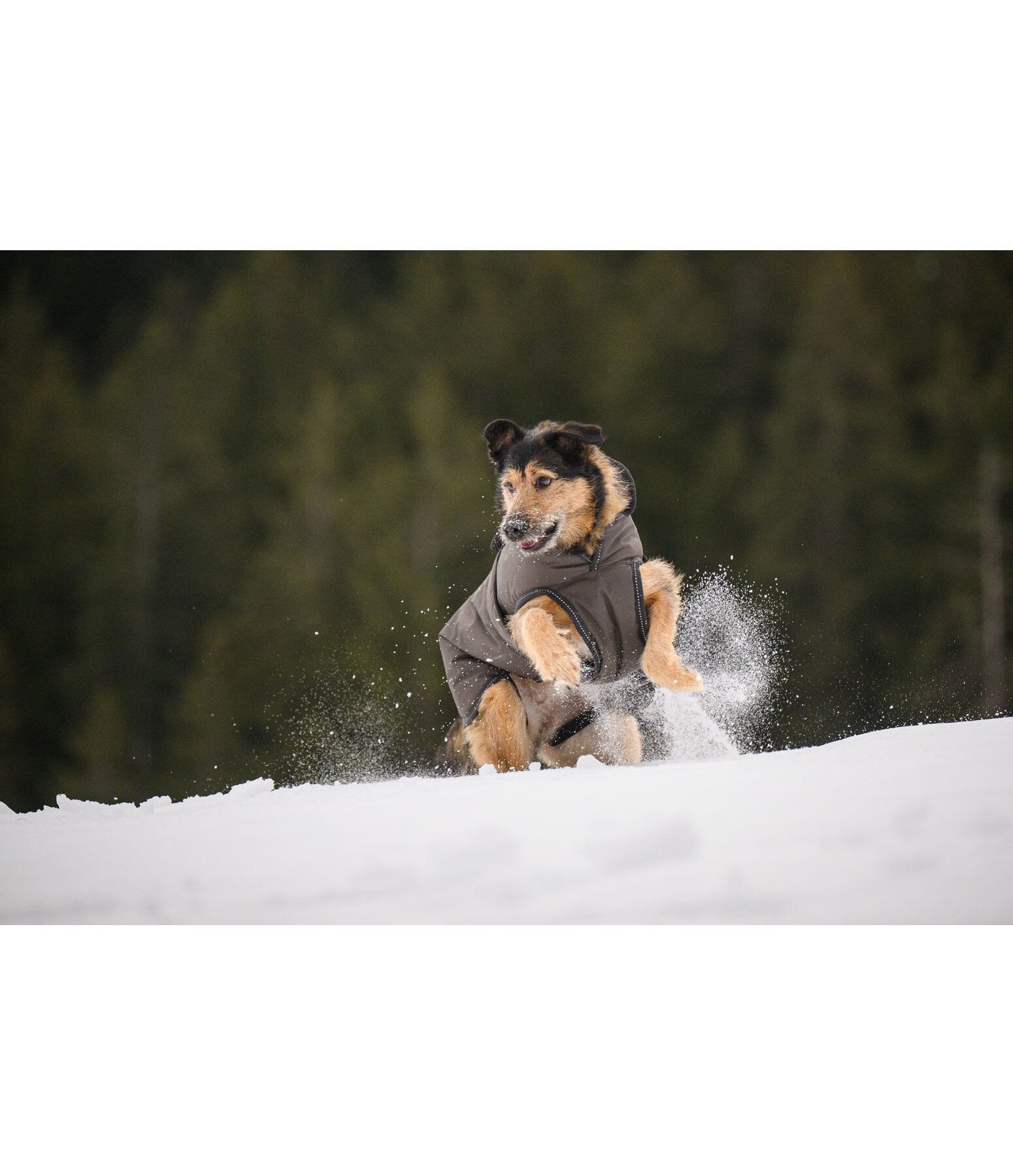 Manteau pour chiens avec doublure polaire  Eddie 200 g