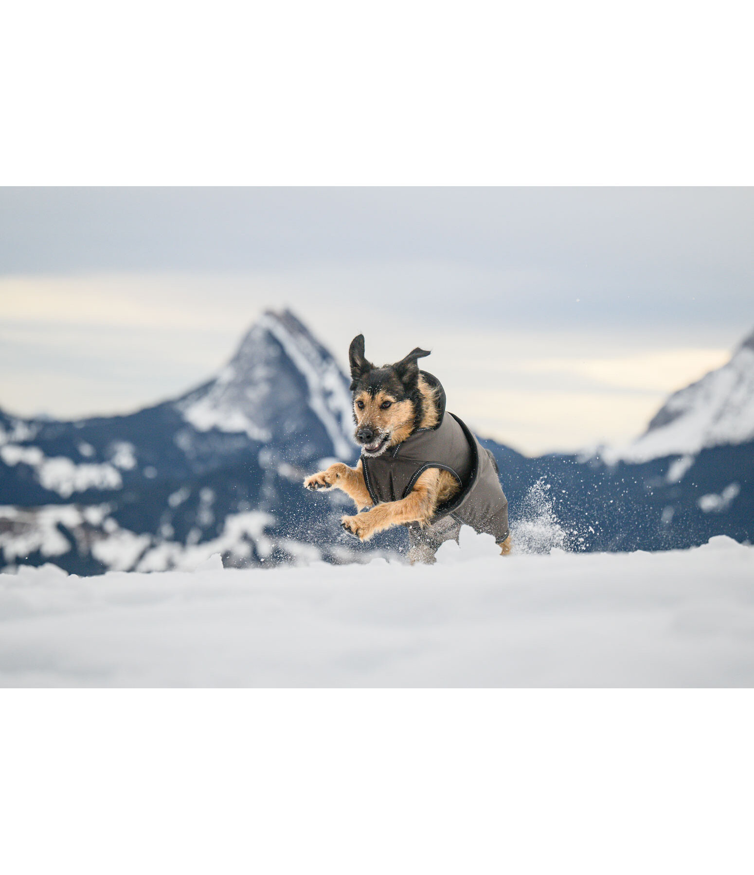 Manteau pour chiens avec doublure polaire  Eddie 200 g