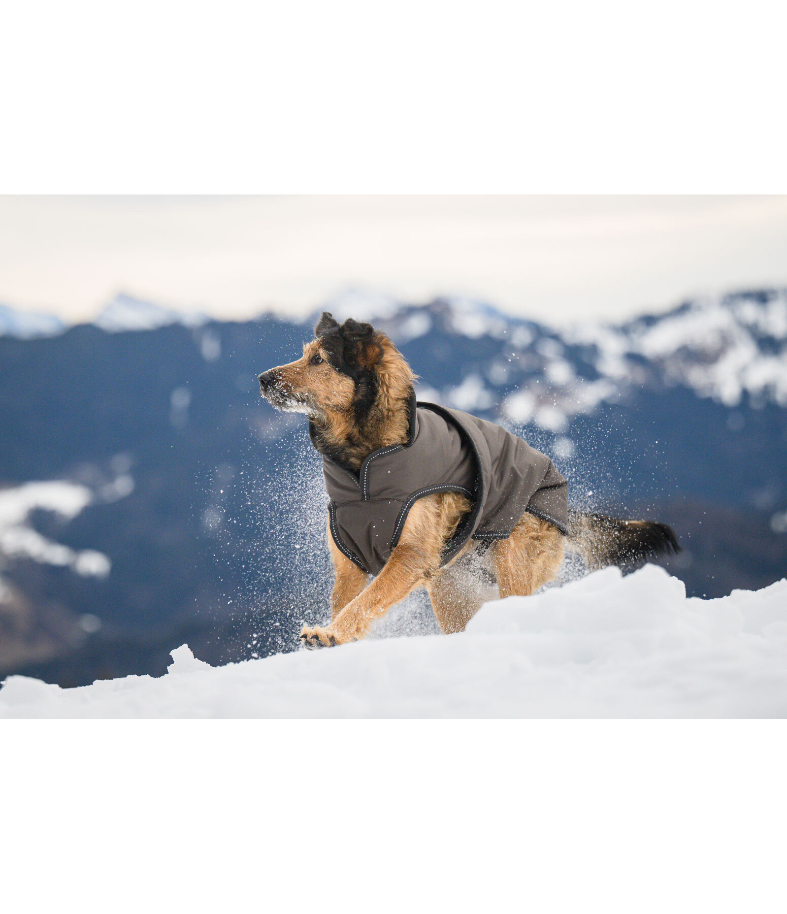 Manteau pour chiens avec doublure polaire  Eddie 200 g