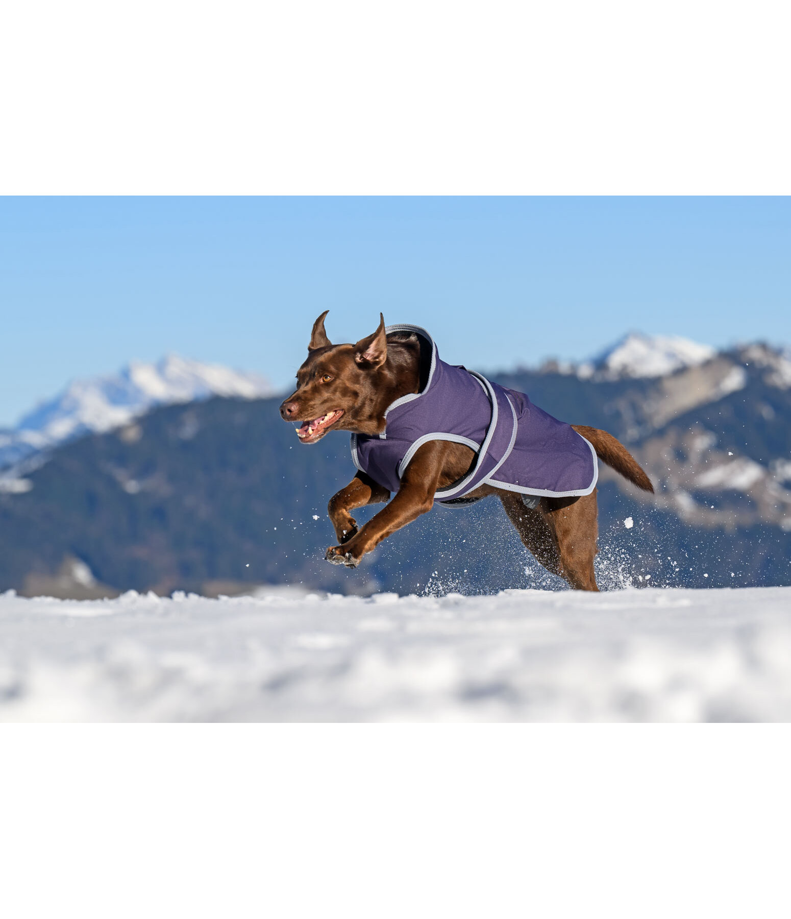 Manteau pour chiens avec doublure polaire  Eddie 200 g