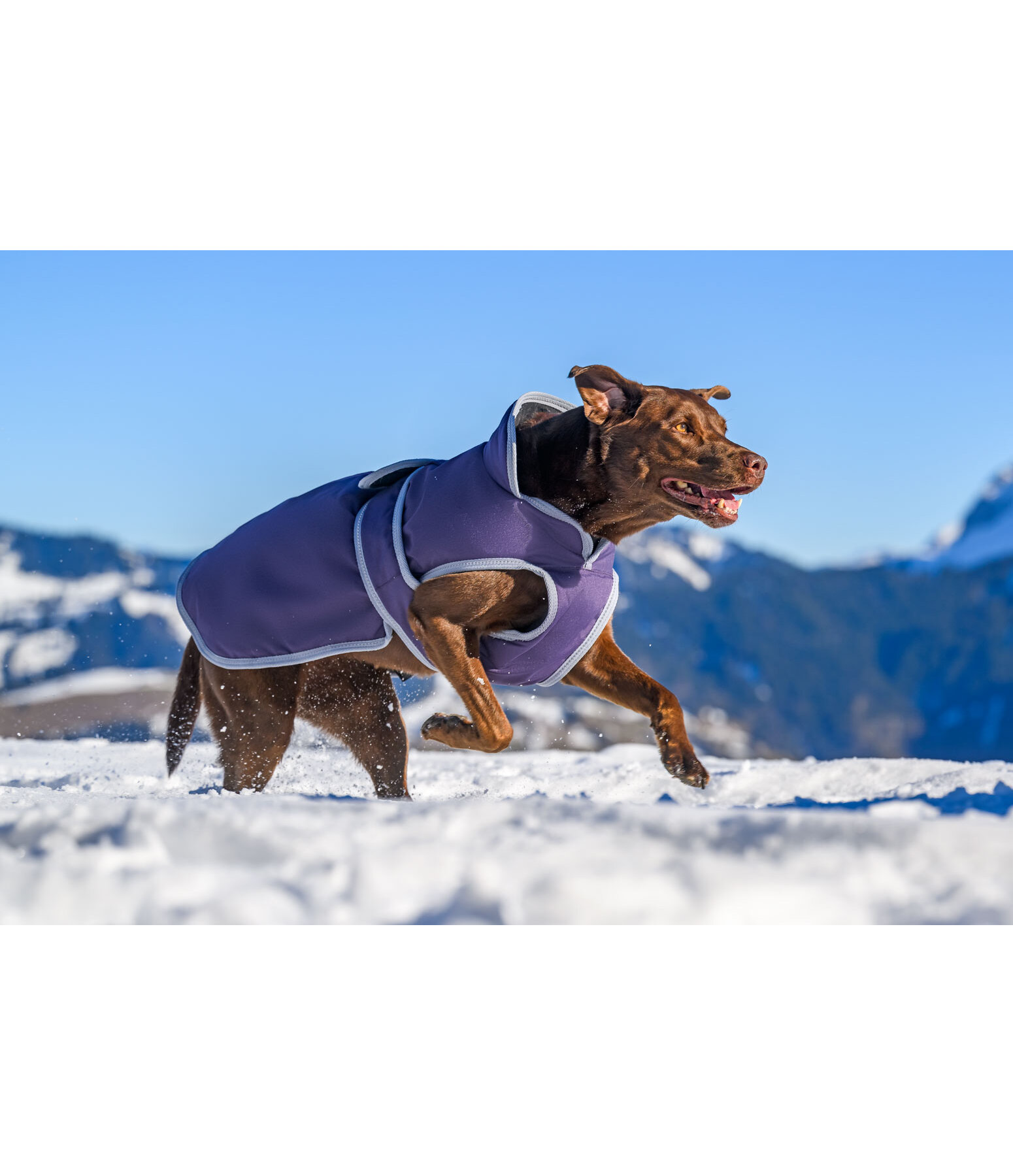 Manteau pour chiens avec doublure polaire  Eddie 200 g