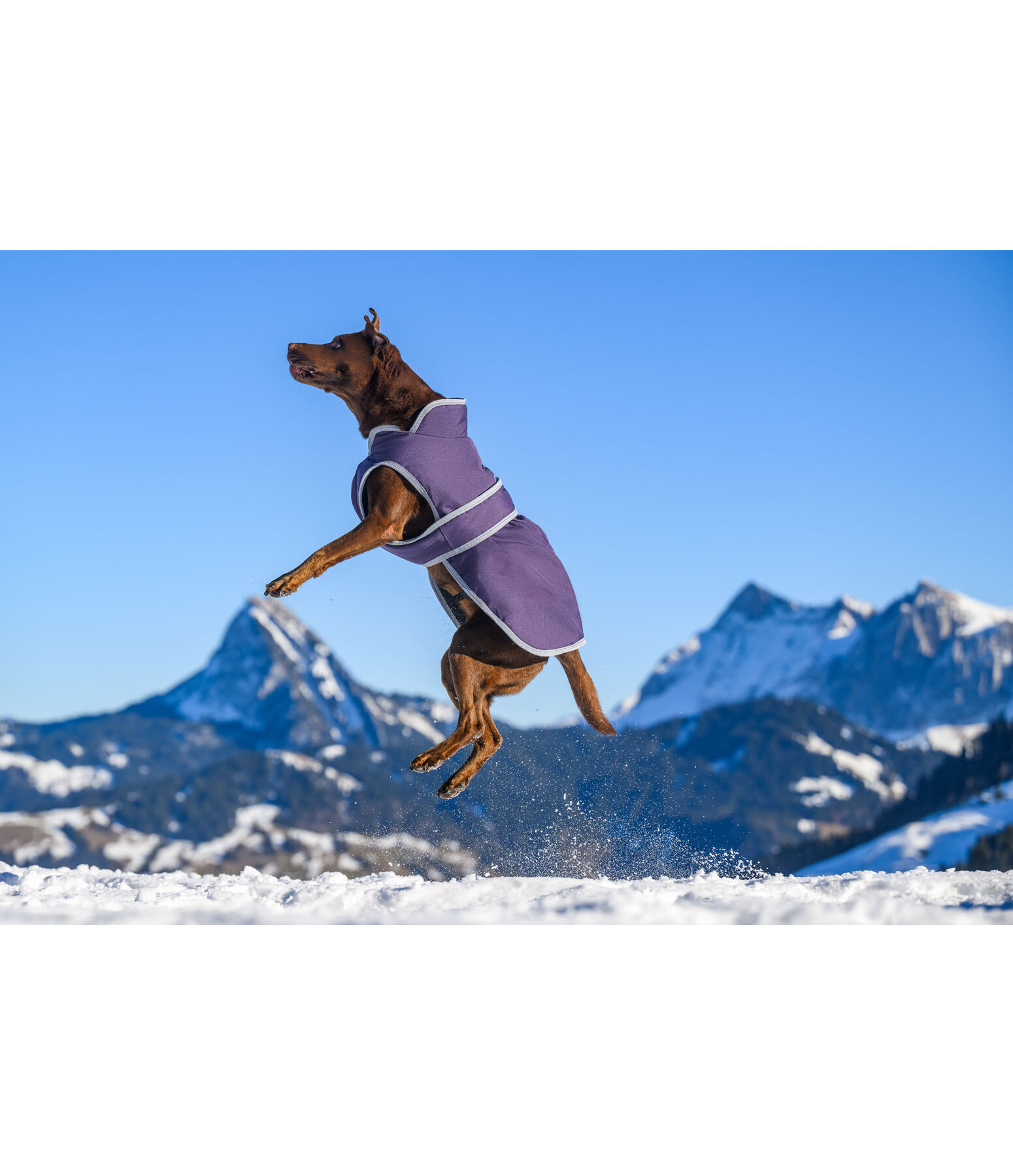 Manteau pour chiens avec doublure polaire  Eddie 200 g