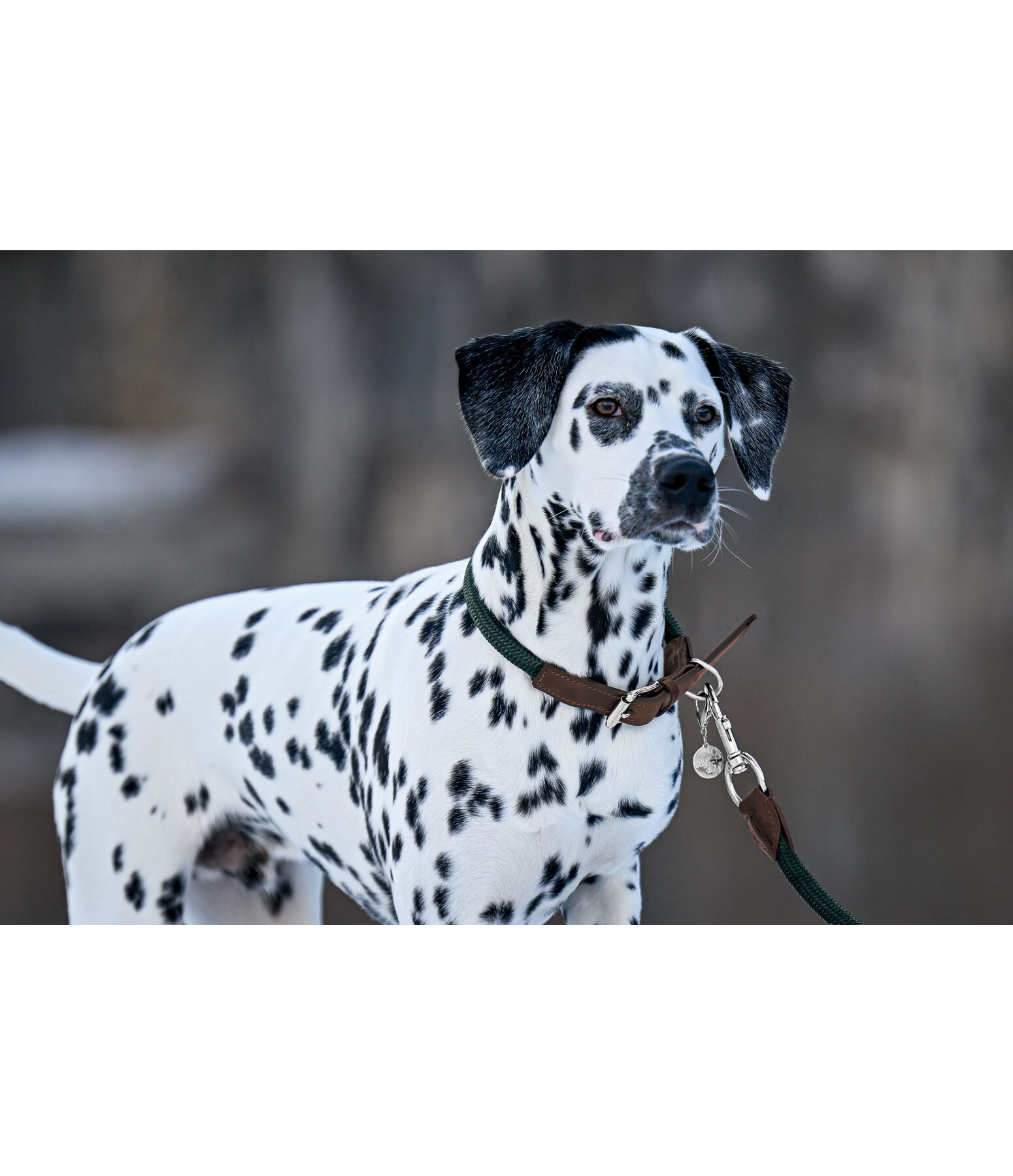 Collier pour chiens  Rope