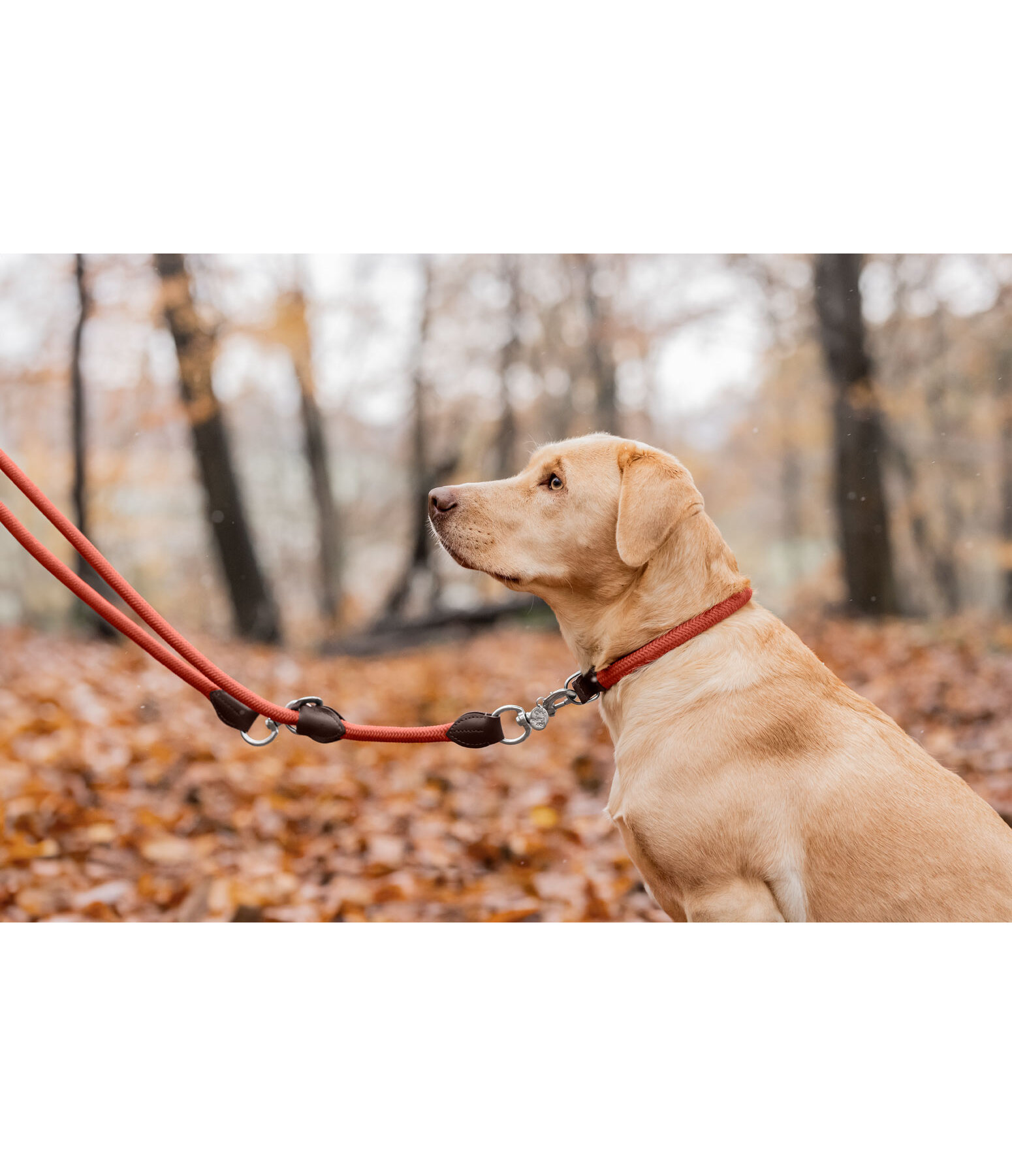 Collier pour chiens  Nature Rope