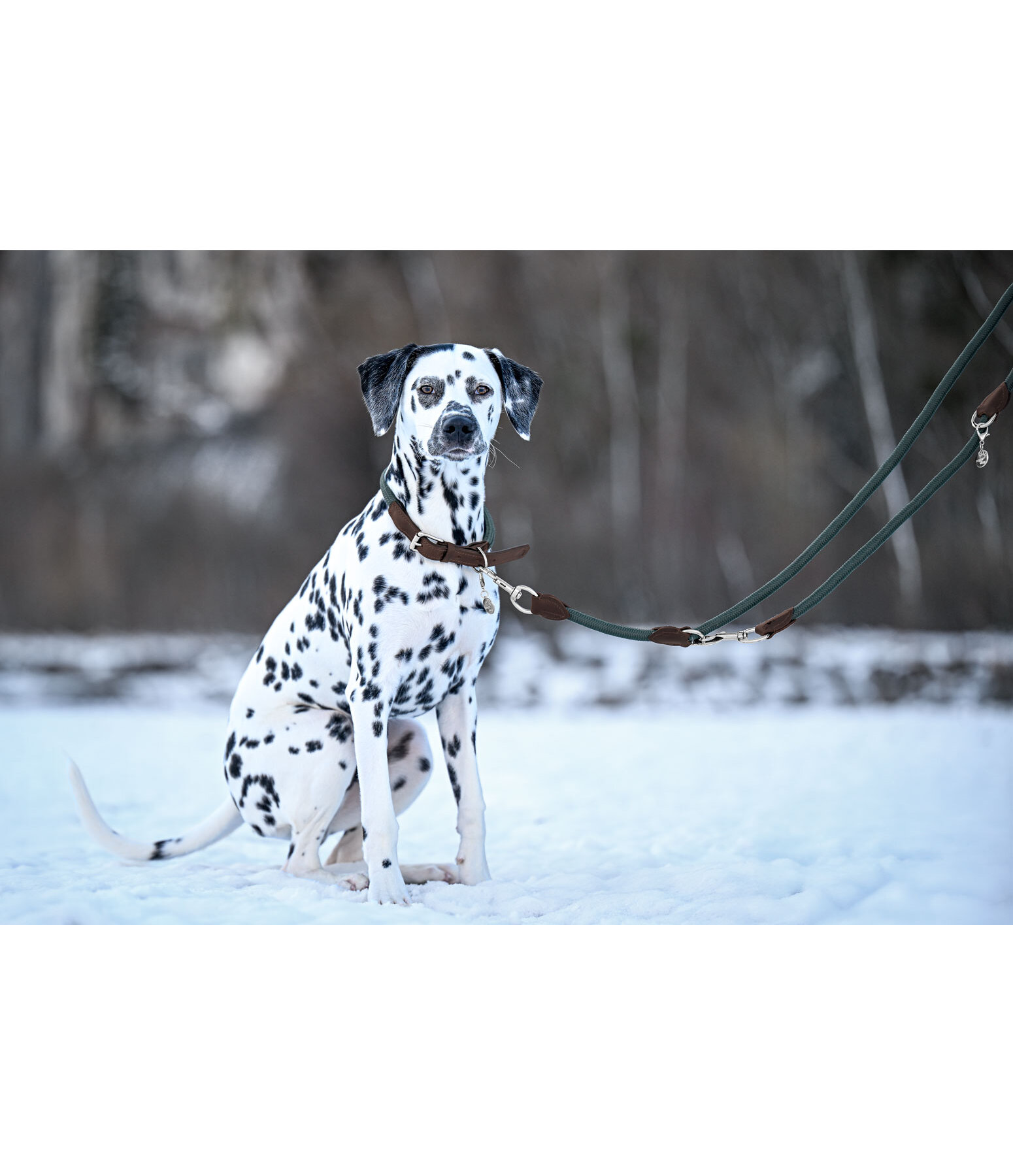Laisse pour chiens  Rope