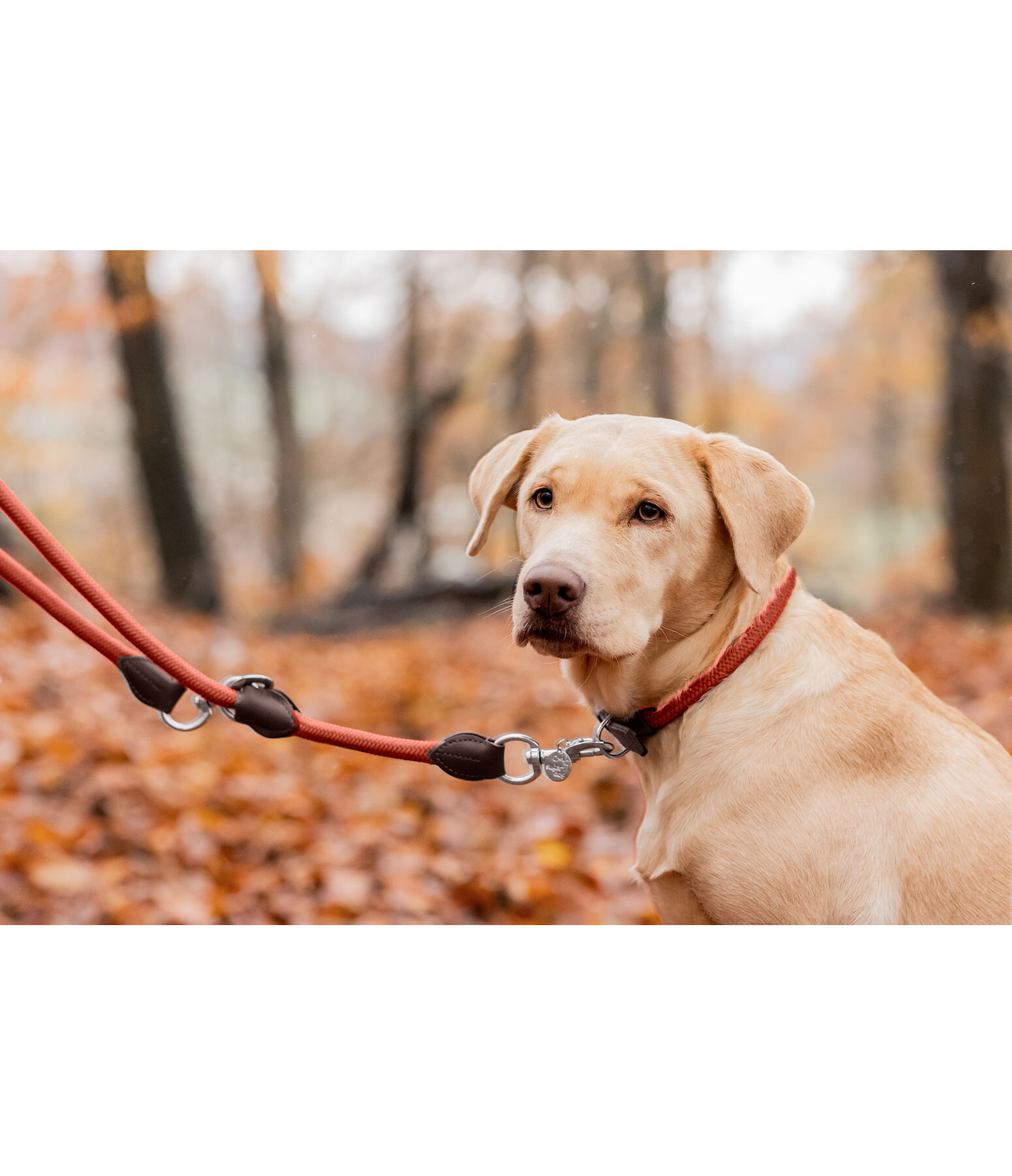 Laisse pour chiens  Nature Rope