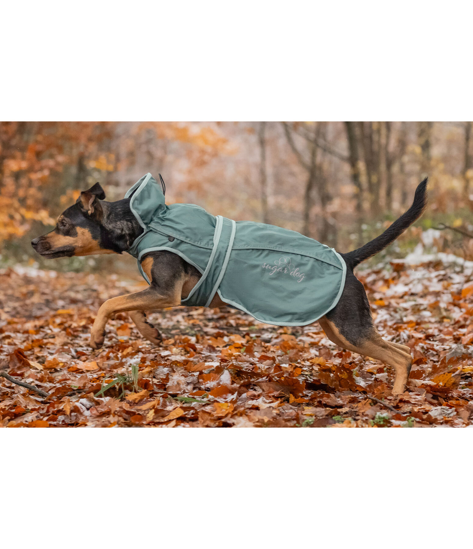 Manteau pour chien 2 en 1  Ally